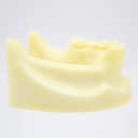 Modelo estudio y práctica Implantología Max. Inferior M2028 Machtig