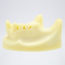 Modelo estudio y práctica Implantología Max. Inferior M2028 Machtig