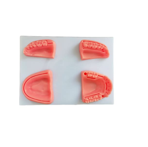 Modelo estudio y práctica de Sutura en encía blanda Machtig