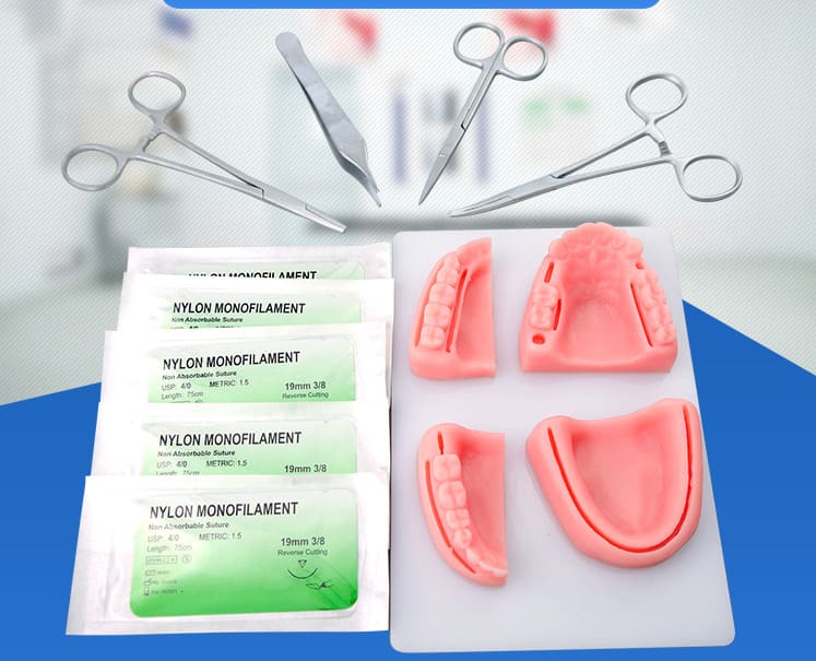 Modelo estudio y práctica de Sutura en encía blanda Machtig