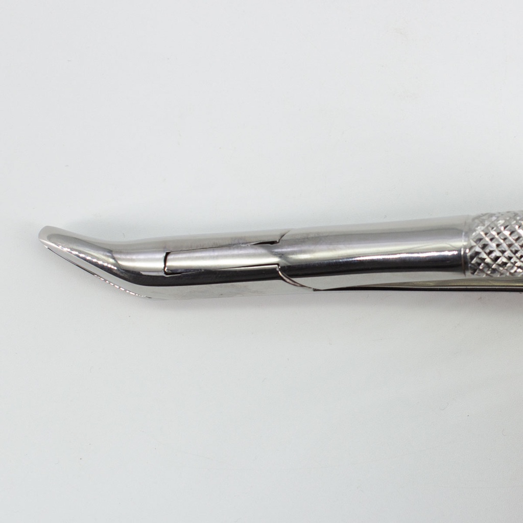 Forceps Adulto Woodpecker