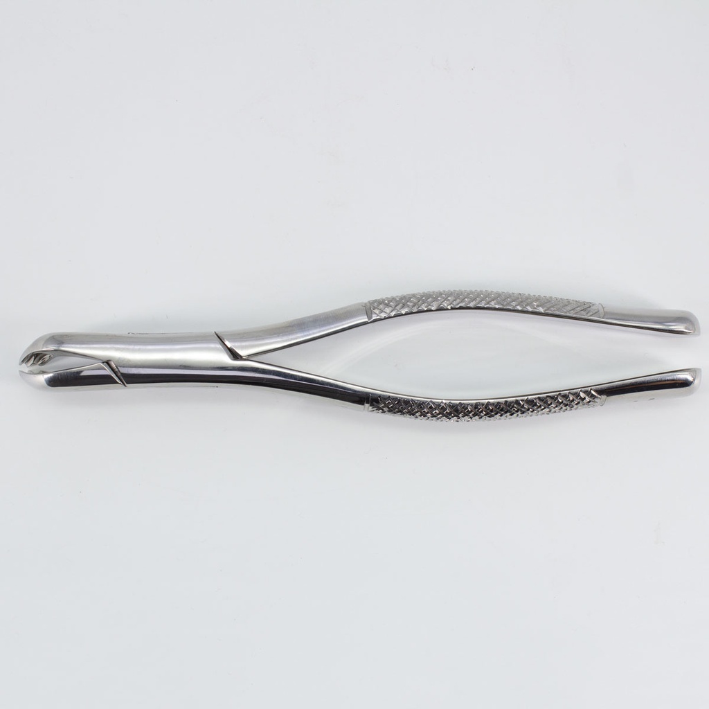 Forceps Adulto Woodpecker