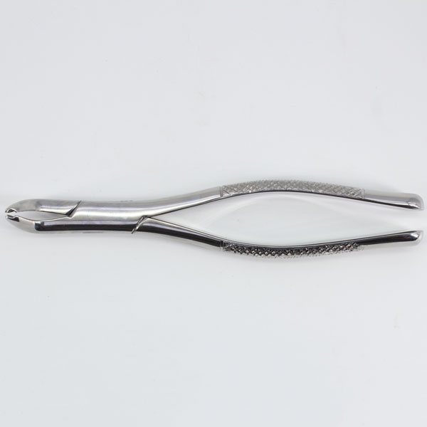 Forceps Adulto Woodpecker
