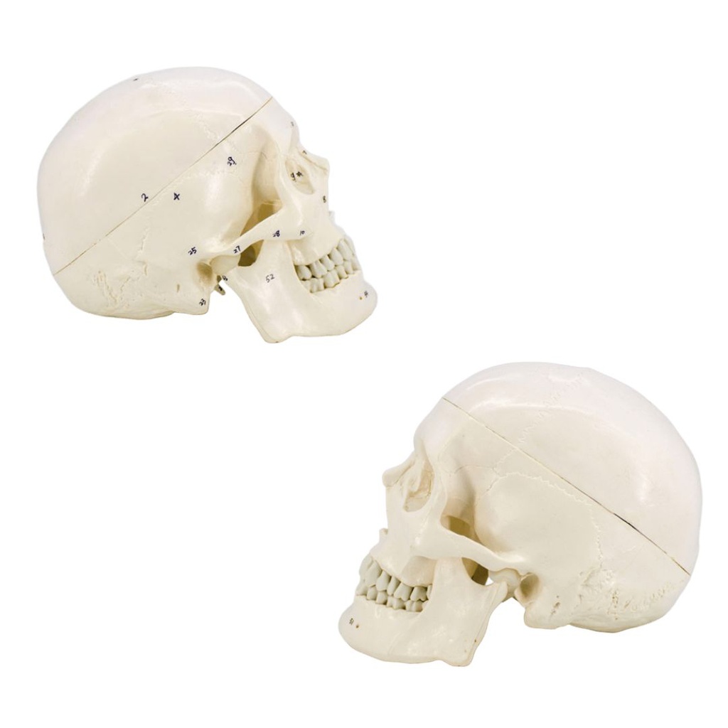 Modelo estudio Craneo Humano Numerado Machtig