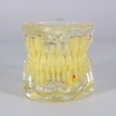 Modelo estudio Patologías Niños M4002-1 Machtig