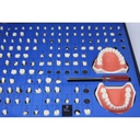 Set de Estudio y Práctica Restauraciones dentales M7030 Machtig