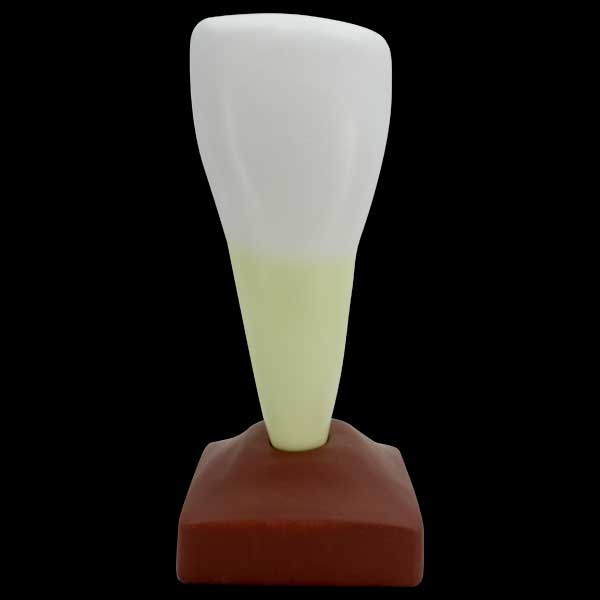 Modelo estudio Incisivo Magnético Machtig