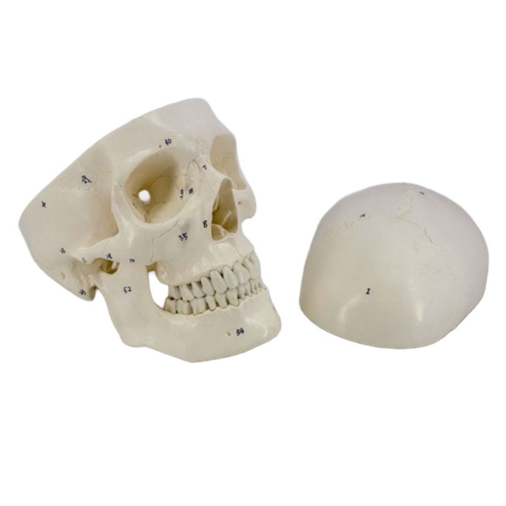 Modelo estudio Craneo Humano Numerado Machtig