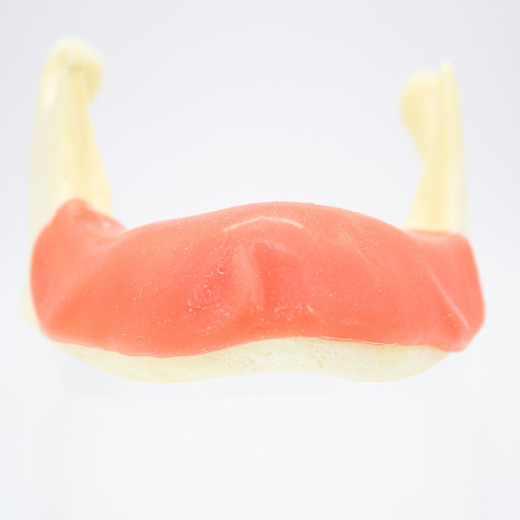 Modelo estudio y práctica Encía blanda Max. Inferior M2023 Machtig