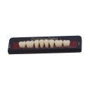 Tableta de Dientes Acrílicos M1 Lower CompacZahn Incidental