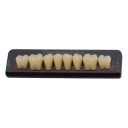 Tableta de Dientes Acrílicos M5 Lower CompacZahn Incidental
