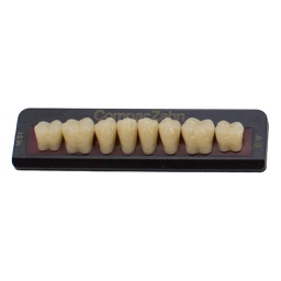 Tableta de Dientes Acrílicos M5 Lower CompacZahn Incidental