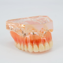 [DIA2812] Modelo estudio Implantología Max. Superior M6001-B Machtig